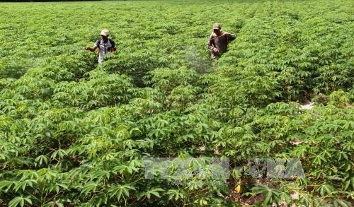 Các tỉnh Tây Nguyên cần ngăn chặn tình trạng phát triển cây sắn ồ ạt